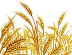 黄金の稲穂　A golden ear of rice